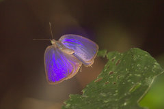 Arhopala pseudomuta