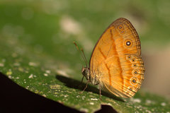 Mycalesis anapita