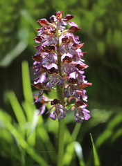 Orchis purpurea