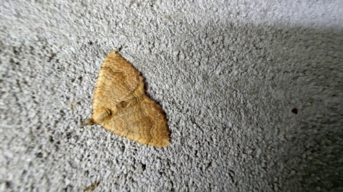 Yellow Shell Moth