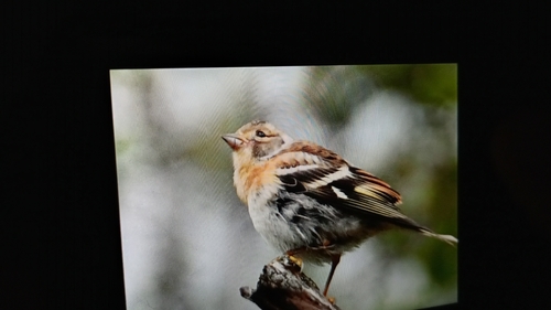 Brambling