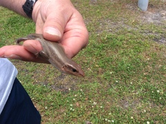 Plestiodon laticeps