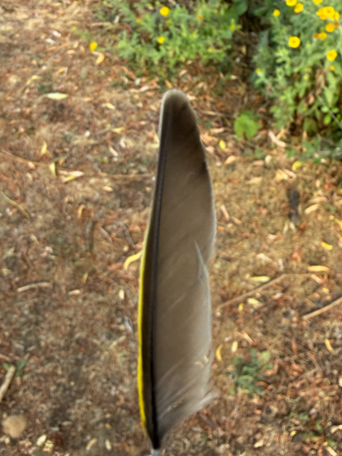 Plume de Verdier d'Europe