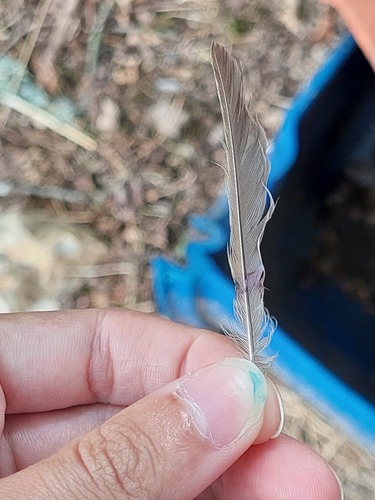 Plume de Fauvette à tête noire