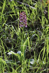 Orchis purpurea