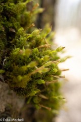 Ulota crispula