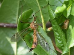 Tipula lunata