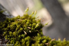Ulota crispula
