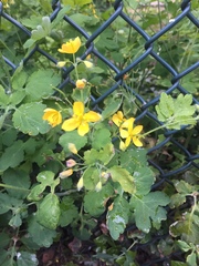 Chelidonium majus