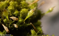 Ulota crispula