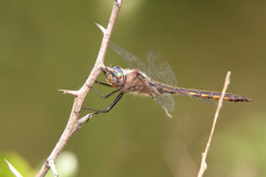 Epitheca petechialis