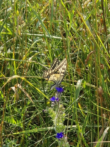Old World Swallowtail
