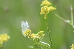 Pieris rapae