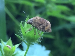 Orsilochides stictica