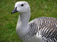 Upland Goose photo 4