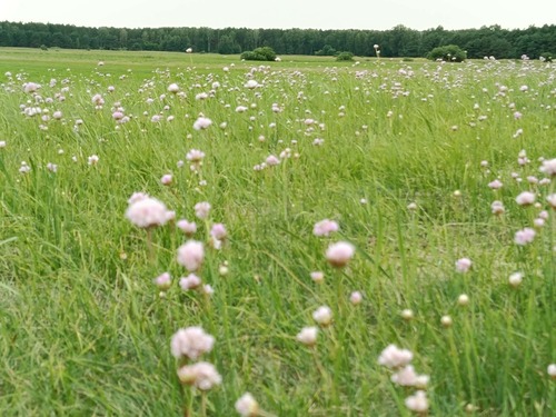 Sea Thrift