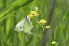 Pieris rapae