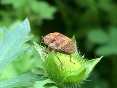 Orsilochides stictica