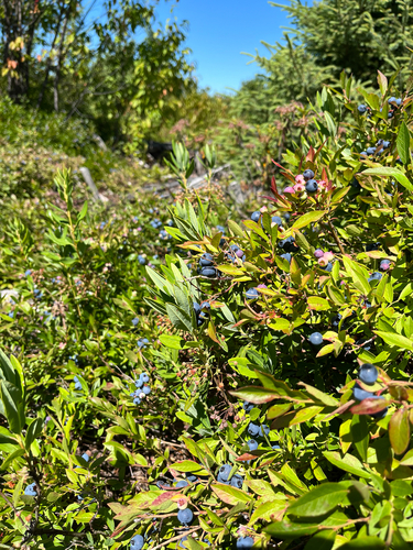 lowbush blueberry