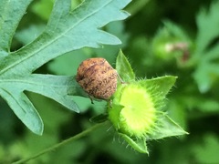 Orsilochides stictica