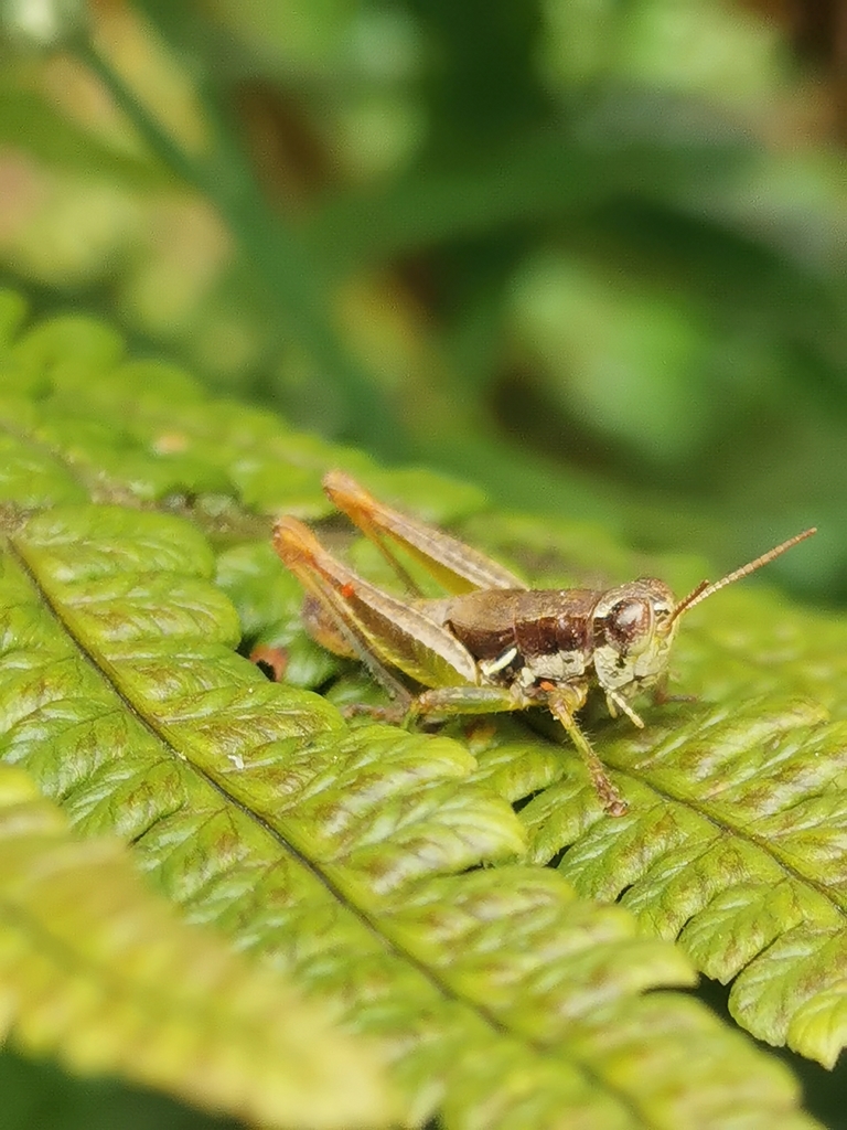 Ciglianacris