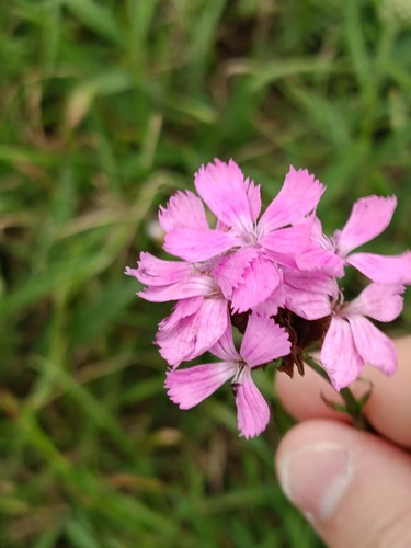 Carthusian Pink