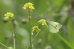Pieris rapae