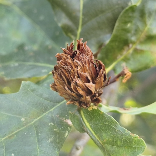 Oak Artichoke Gall Wasp