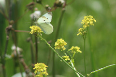 Pieris rapae