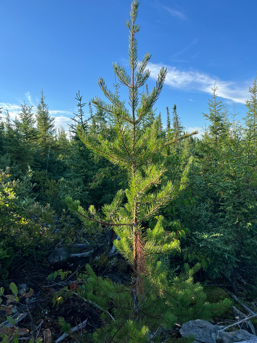 Jack pine