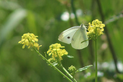 Pieris rapae