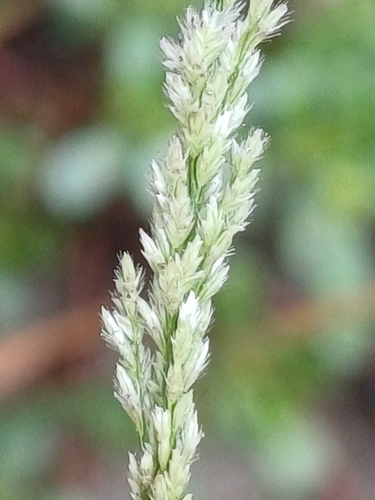 Eragrostis ciliaris observed 2026-08-05