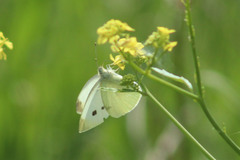 Pieris rapae