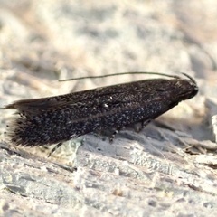 Glauce pectenalaeella