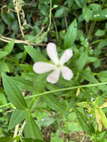 common soapwort