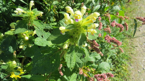 Large-flowered Hemp-nettle