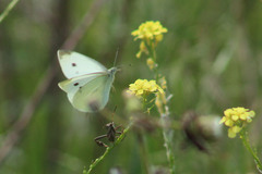 Pieris rapae