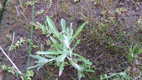 marsh cudweed