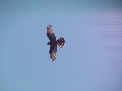iNaturalist image