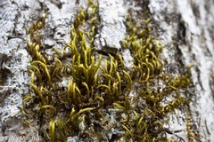 Leucodon andrewsianus