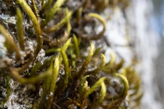 Leucodon andrewsianus