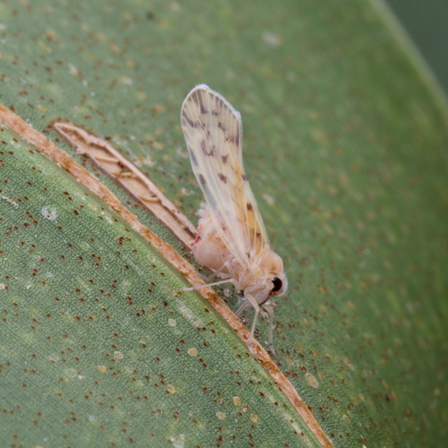 Paralyricen tefrias observed 2026-08-04