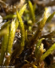 Leucodon andrewsianus