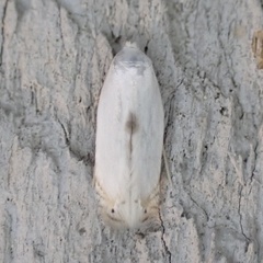 Pseudopostega quadristrigella