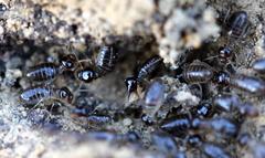 Fulleritermes mallyi