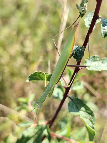 European Mantis