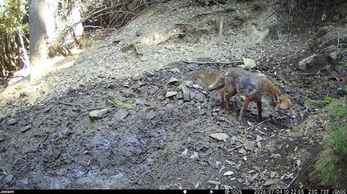 Sardinian Red Fox