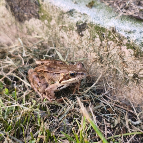 European Common Frog