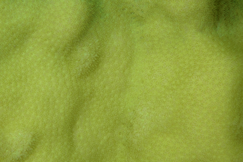 Pavona duerdeni observed 2026-08-02