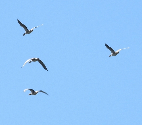 Greylag Goose